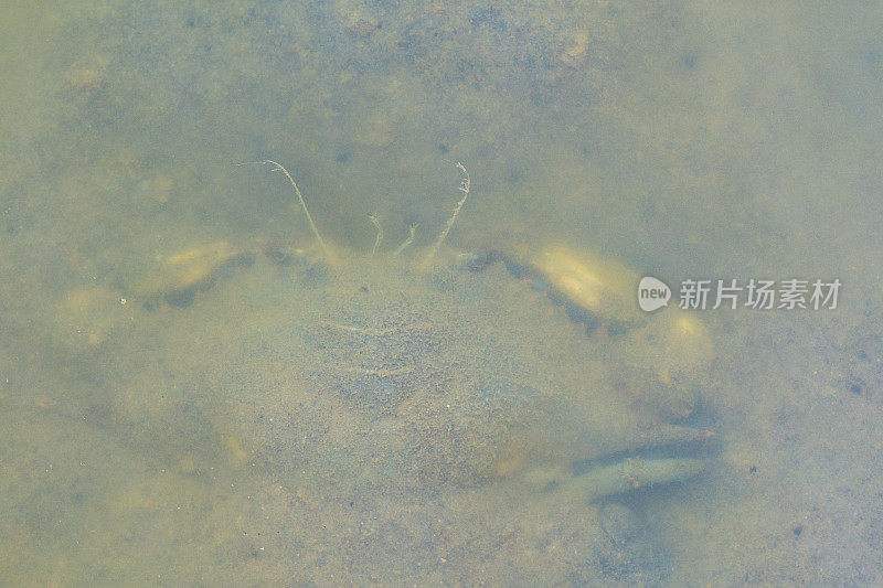 蓝蟹(Callinectes sapidus)，沙滩上的大西洋蓝蟹，加瓦，巴塞罗那海滩